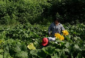 Squash Blossom In Mexico City