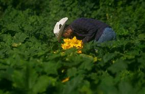 Squash Blossom In Mexico City