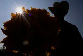 Squash Blossom In Mexico City