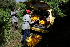 Squash Blossom In Mexico City