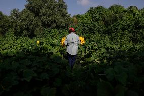 Squash Blossom In Mexico City