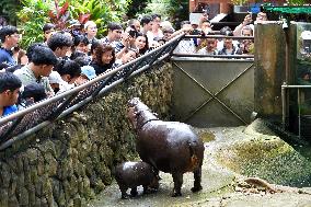 Dwarf Hippopotamus Moo Deng - Thailand