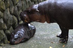 Dwarf Hippopotamus Moo Deng - Thailand