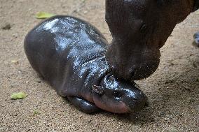 Dwarf Hippopotamus Moo Deng - Thailand