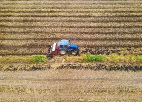 Rape Planting in Anqing