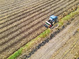 Rape Planting in Anqing