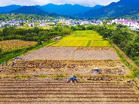 Rape Planting in Anqing