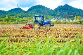 Rape Planting in Anqing