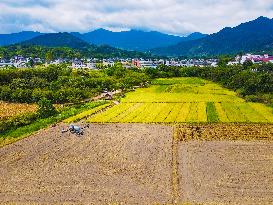 Rape Planting in Anqing