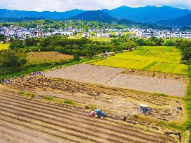 Rape Planting in Anqing