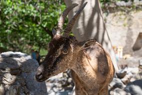 Samaria Gorge On The Island Of Crete