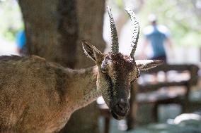 Samaria Gorge On The Island Of Crete