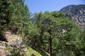 Samaria Gorge On The Island Of Crete