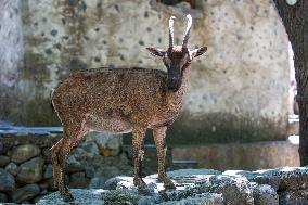 Samaria Gorge On The Island Of Crete