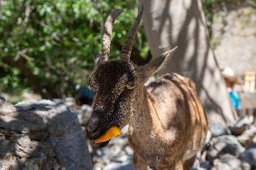 Samaria Gorge On The Island Of Crete