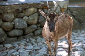 Samaria Gorge On The Island Of Crete