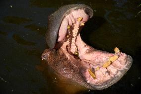 Oldest Hippo In Poland Celebrates Birthday