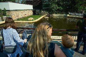 Oldest Hippo In Poland Celebrates Birthday