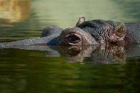 Oldest Hippo In Poland Celebrates Birthday