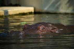 Oldest Hippo In Poland Celebrates Birthday