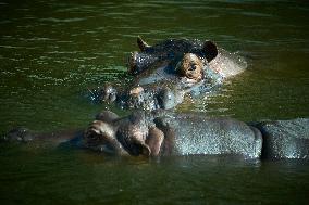 Oldest Hippo In Poland Celebrates Birthday