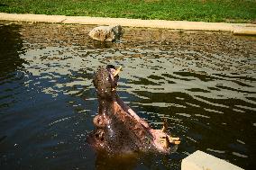 Oldest Hippo In Poland Celebrates Birthday