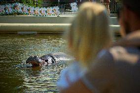 Oldest Hippo In Poland Celebrates Birthday