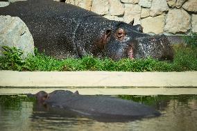 Oldest Hippo In Poland Celebrates Birthday