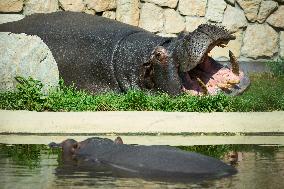 Oldest Hippo In Poland Celebrates Birthday