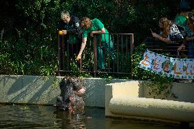 Oldest Hippo In Poland Celebrates Birthday