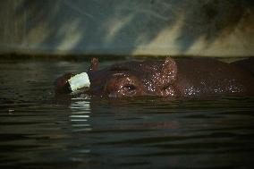 Oldest Hippo In Poland Celebrates Birthday