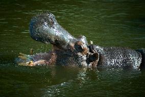 Oldest Hippo In Poland Celebrates Birthday