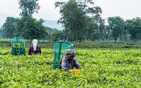 Farmers Harvesting Tea Leaves In The Tea Fields Of Jhapa, Eastern Nepal.