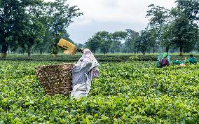 Farmers Harvesting Tea Leaves In The Tea Fields Of Jhapa, Eastern Nepal.