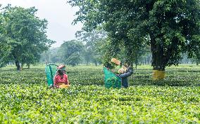 Farmers Harvesting Tea Leaves In The Tea Fields Of Jhapa, Eastern Nepal.