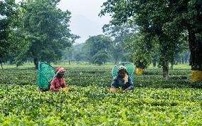 Farmers Harvesting Tea Leaves In The Tea Fields Of Jhapa, Eastern Nepal.