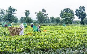 Farmers Harvesting Tea Leaves In The Tea Fields Of Jhapa, Eastern Nepal.