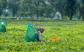 Farmers Harvesting Tea Leaves In The Tea Fields Of Jhapa, Eastern Nepal.