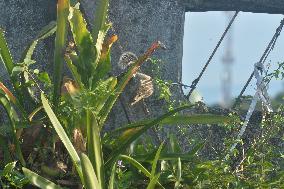 Squirrel Is Searching For Food