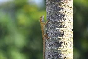 India Wildlife