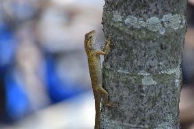 India Wildlife