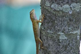 India Wildlife