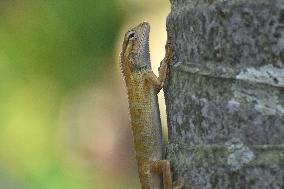 India Wildlife