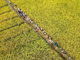 New Rice Varieties Demonstration Base in Anqing