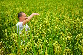 New Rice Varieties Demonstration Base in Anqing