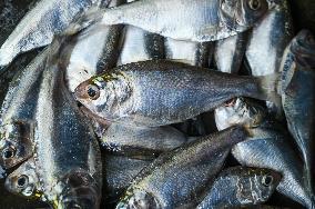 Indian Oil Sardine (Sardinella Longiceps)