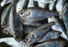 Indian Oil Sardine (Sardinella Longiceps)