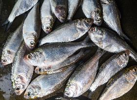 Indian Oil Sardine (Sardinella Longiceps)