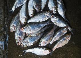 Indian Oil Sardine (Sardinella Longiceps)