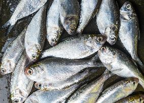 Indian Oil Sardine (Sardinella Longiceps)